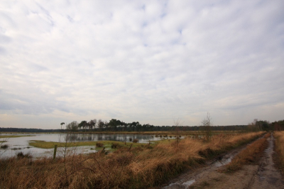 Tijdend wandeling over Kalmthoutse Heide gefotografeerd