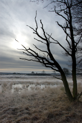 Met weemoed denk ik regelmatig terug aan de mooie tijden op de Kampina. Hartje Rotterdam is toch een heel ander verhaal.
De lijnen in de takken en de lucht op deze koude wintermiddag vond ik de moeite waard. Heerlijk landschap om te dwalen.