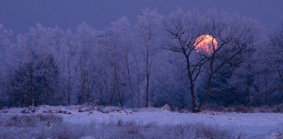 Tijdens de eerste vorstperiode dit jaar 's ochtends ook even op het ijs gestaan. Vlak voordat de zon opkwam hield de volle maan het voor gezien en trok zich terug achter de zwaar berijpe bomen aan de overkant van de heide.