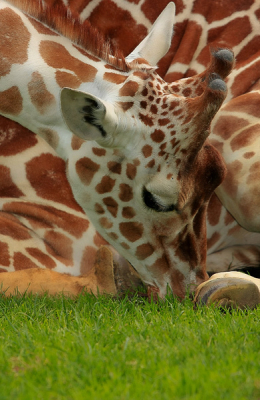 even een oudje uit de kast gehaald.
ik vind het altijd moeilijk om dierentuin foto's te maken die interessant blijven, dat kan in mijn ogen alleen door bijzonder composities te kiezen, ik hoop dat dit met deze foto gelukt is.