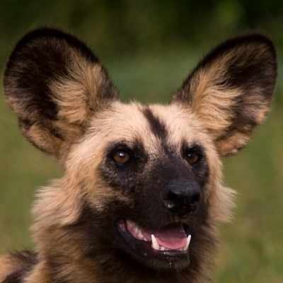 Een keer eens een portret van een Afrikaanse Wilde Hond. Deze foto is gemaakt vlak na een regenbui toen de zon weer doorkwam in de namiddag.