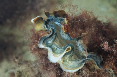 De Japanse oester is een exoot die in grote hoeveelheden voorkomt in de Zeeuwse wateren.  Nu  het Veerse meer weer zout is wordt hij ook hier gevonden.  Meestal sluiten ze hun schelp als je te dicht in de buurt komt maar deze liet zich mooi fotograferen.
