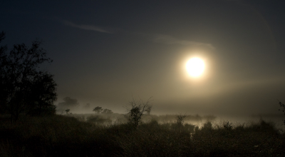 Als de nevels uit de vennen omhoog sluipen, de volle maan haar vanuit het water van onderen lijkt op te lichten en de roep van de bosuil tussen de dennen weergalmt ...
Dan is het niet pluis op de Kampina!
Maar wel een prima moment voor een aantal spannende plaatjes!
Ben niet helemaal tevreden over de compostie maar vind er nog wel wat van de sfeer in terug.
Hoop er dit jaar nog eens rond te sluipen.