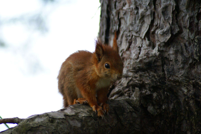 In eerste instantie zat deze jonge eekhoorn op twee meter afstand op de grond. Op een gegeven moment verdween hij de boom in. Toch wel raar zo�n tweepoter met een zwart oog.