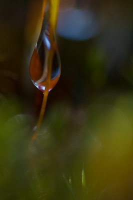 Vond 'alweer enige tijd geleden' deze druppel tussen het mos. Werd mooi gekleurd door de omliggende momssteeltjes en vond de vage omgeving in combinatie met de kleuren wel mooi.