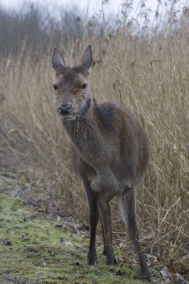 Vrijdag de 13e... Niet voor mij. Vandaag weer eens naar de OVP geweest. Ik ga voor de vogels maar soms kom je iets anders tegen. Zo ook vandaag. Wil ik naar de hut de Grauwe Gans staat deze dame op het pad. Die gaat er zo vandoor denk je dan. Mooi niet dus.
Had een rondje gemaakt en bij terugkomst was ze er nog steeds. Op mijn gemak naar de auto terug en de 500mm met converter omgewisseld voor de 100-400mm.
Dit is 1 van de resultaten. Voor mij best bijzonder om zo dichtbij een edelhert te zijn (ongeveer 3-4 meter).