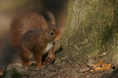 Veruit de meest fotogenieke zoogdieren in onze streek. Foto niet gecropt.

Canon 10D + EF 500/4L IS, 1/125sec @f8, ISO 200