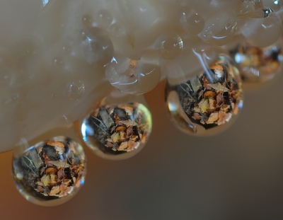 Op een druilerige dag hangt het bos vol met druppels
en dan kun je van de nood maar beter een deugd maken. Onder aan de rand van een soort 'tonderzwam' hingen allemaal hele kleine druppeltje. Vervolgens macrolens en statief ingegraven om eronder te komen wat onderstaand beeld gaf (en h��le vieze kleren).