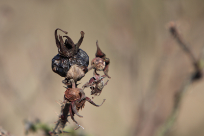 Heerlijk door de duinen gestruind en van alles en nog wat gefotografeerd. Deze rozebottel is welliswaar niet opgevreten maar heeft het toch ook niet overleeft.