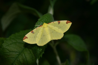 Leuk nachtvlindertje, met het accent op de bovenkant van de vleugels