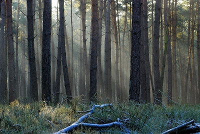 prachtige dag , vooral in het dicht begroeide gedeelte van het Deelerwoud , vielen mooie plaatjes te maken vanwege de lichtval door de bomen