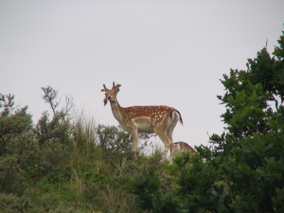 Al fietsent door het duin, stonden ineens deze twee damherten voor ons op de weg en maakte dat ze wegkwamen.
Boven op de berg wierp er een nog een blik op ons.
