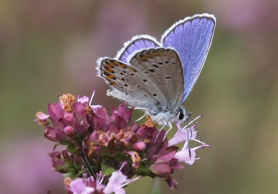 Op kruidenrijk weitje midden in het bos zag ik dit blauwtje.
Met eenpootstatief,EOS 40D en 180 mm macrolens.