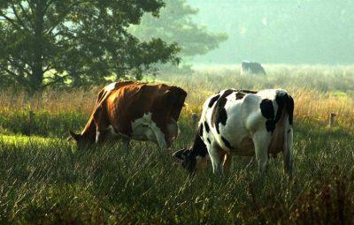 Cultuurkoeien werken mee aan Natuurontwikkeling in het stroomdalgebied van de Drentsche Aa!