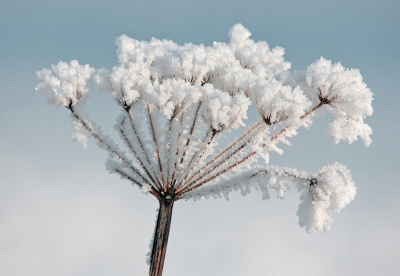 Het lijkt wel of deze bloem in volle bloei staat, maar sneeuw en ijs zijn hiervan de oorzaak.