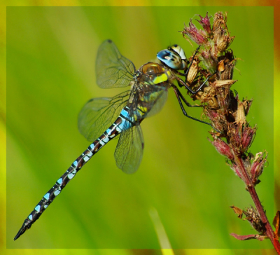 OP 1 van mijn tochten door de Wieden, kwam ik deze Paardenbijter tegen. Bleef mooi zitten