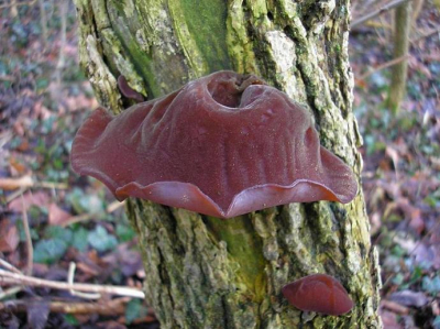 Bewolkt... maar geen regen... en niet al te koud...