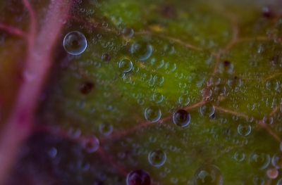 Langs een greppel stond een klein plantje met ruwe blaadjes die fraai gekleurd waren.
Het hele blad bleek bij nader inzien behangen met hele kleine dauwdruppeltjes en als je dan in gaat zoomen...
Dit jaar eens kijken of deze exotische wereld ook zonder croppen in beeld te brengen is.
Na de zoom volgende een grote crop die weinig speelruimte meer over liet. Het ontstane universum van kleuren en bellen vond ik echter wonderlijk genoeg om hier toch een kans te willen geven.