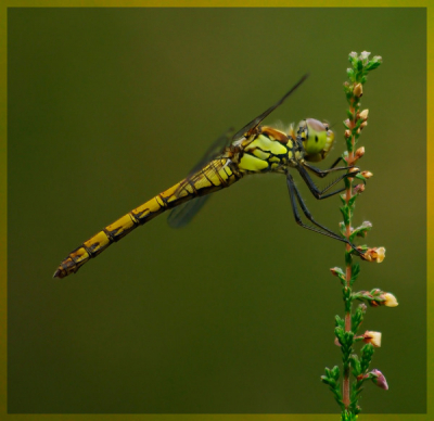 Het seizoen loopt dan al bijna teneinde, maar de Heidelibellen blijven vliegen.