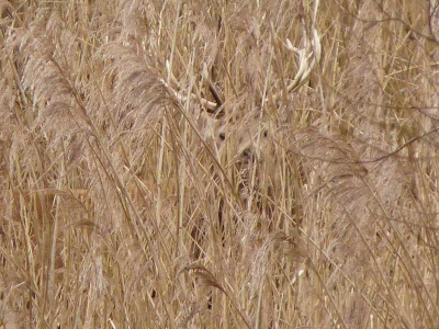 Diep vanuit het riet voelde ik deze ogen op mij gepriemd zijn. Het lichte gewei viel mij op, even inzoomen en kijken wie mij aankeek.