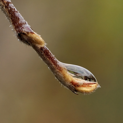 Nieuw leven aan de vuurdoorn, zichtbaar in een waterdruppel..  Het wordt gewoon (?) weer lente..