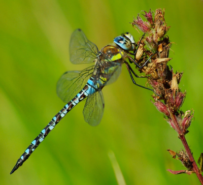 OP 1 van mijn tochten door de Wieden, kwam ik deze Paardenbijter tegen. Bleef mooi zitten
Alleen de ruis weggehaald en iets uitgesneden met Photoshop.