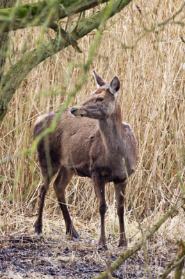 Zondag even naar de oostvaardersplassen gereden om fotos te maken van de buizerd die daar dus ruim aanwezig zijn, tot ik oog in oog kwam met deze hinde en dus gelukkig vast kon leggen op de gevoelige censor, foto gemaakt van uit de hand