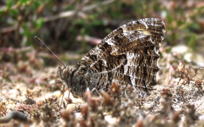 <i class='fa fa-user'></i>&nbsp;Christian&nbsp;| Heivlinder&nbsp; <i class='fa fa-eye'>&nbsp;238</i> &nbsp; <i class='fa fa-comment-o'>&nbsp;3</i>