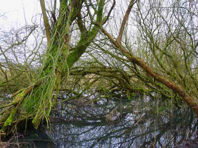 een stukje van het moeras in de oostvaardersplassen. vond het beeld mooi aansprekend het groen met het bruin.