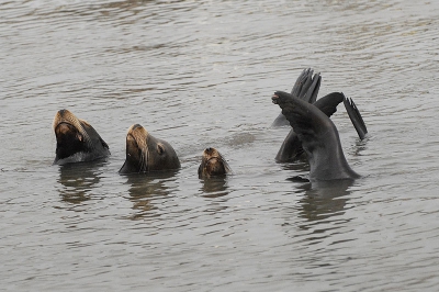 in de haven van Monterey Bay zijn altijd grote groepen zeeleeuwen te zien en erg makkelijk te benaderen. Met een beetje geluk doen ze zelfs nog een beetje aan synchroon zwemmen...