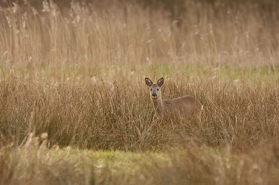 Deze Reegeit nog op de foto kunnen zetten voordat het waterig zonnetje verdween achter de bomen.
www.henrybouw-natuurfotografie.nl