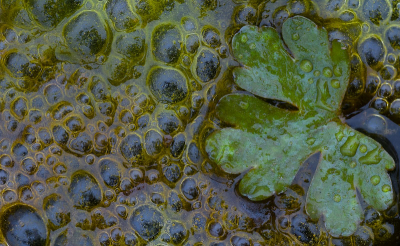 In een plasje op een werfterrein langs de lek dreef en wonderlijk kleurrijk gezelschap. In deze sombere tijden pak je alles wat je pakken kan...