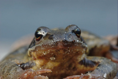 de dag begon slecht maar vanmiddag toch nog even naar het bos geweest hier kwam de bruine kikker net tussen de bladeren vandaan.