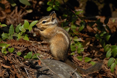 Je hoeft in Redwood praktisch je tent niet uit om wildlife tegen te komen... Deze chipmunks, vergezeld door allerlei soorten grondeekhoorns en blauwe kraaien hadden het allemaal voorzien op je ontbijt...