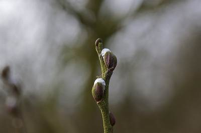 de eerste tekenen van de lente. De katjes komen uit.