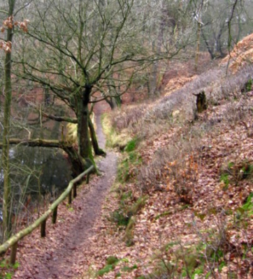 Deze foto is gemaakt op bewolkte dag in het Eerdebos
te Ommen. Mooi gebied om te wandelen.