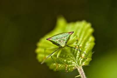 Op een struik in open plek in het bos. Uit de hand geschoten.