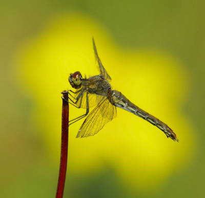 Mooi zonnige dag, toen alles nog mooi in bloei stond. De Libel met op de achtergrond een mooie gele bloem.