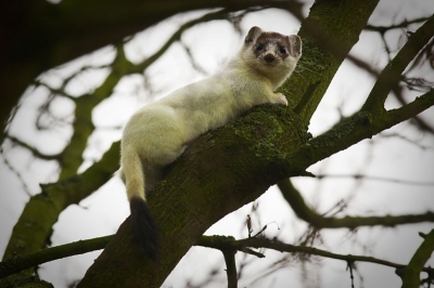 MIjn eerste reactie als vogelaar was " he een witte duif in de boom" Snel de tele er op en foto gemaakt.
