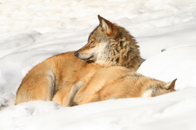 Wolven lekker relaxend in de sneeuw. Een pracht gezicht en schitterende beesten