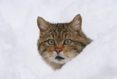 Een sfeervol beeld, zo in die witte wereld. Het viel niet mee om deze kleine rover er een beetje knap op te krijgen.