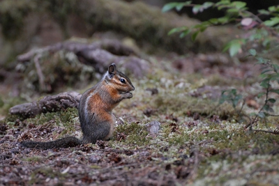 deze "chipmunk" heeft het perfecte kleurenpalet aangenomen voor zijn omgeving. ik blijf het leuke beestjes vinden