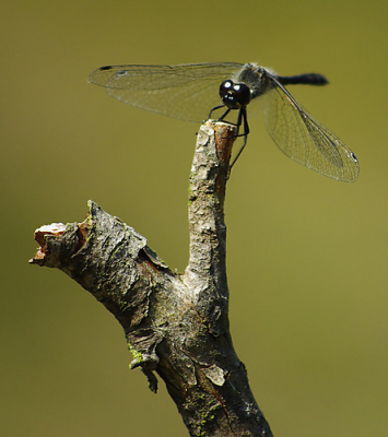 Hoogseizoen in Libellentijd. Mooie zonnige dag om Libellen te fotograferen. Zo ook deze Zwarte Heidelibel.