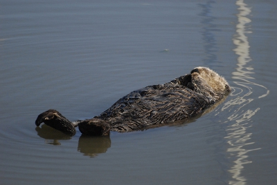 Deze zeeotter lag lekker te relaxen in de haven van monterey bay. er stond een bordje bij: "" don''t disturb the seaotters", maar ze liet zich nog niet door een speedboot verstoren... leverde voor mij nog wel een paar leuke foto''s op