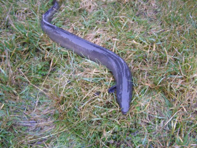 Tijendens het bevloeien van het unieke natuurgebied de Vloeiweiden in Lommel-Kolonie is deze paling mee gekomen met kalkrijke vloeiwater dat gebruikt word om de wateringen te bevloeien