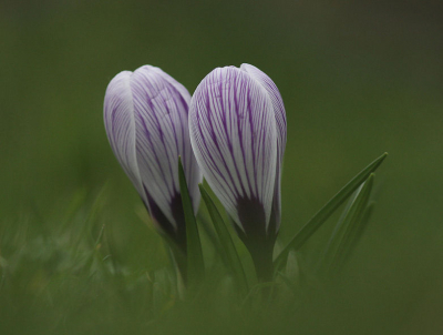 overdag, liggend op de grond in het gras. Bewolkt weer.