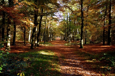 <i class='fa fa-user'></i> bbijl | Herfst in het bos  <i class='fa fa-eye'> 201</i>   <i class='fa fa-comment-o'> 3</i>