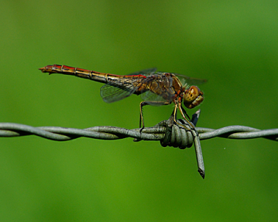 Mooie zonnige najaarsdag, waar de Heidelibellen nog volop aan het vliegen waren. Zo ook deze Steenrode Heidelibel.