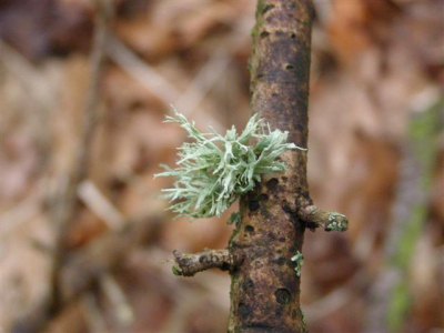 tijdens het detemineren van Lichenen in het natuurgebied het plat in overpelt, helaas zijn we uitgeregend