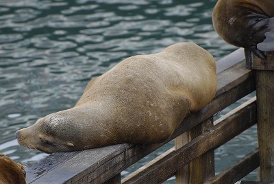 in de haven van Fishermans Wharf stikt het van de dieren. T zit er vol met meeuwen. pelikanen, aalscholvers, zeeotters, wasberen, zeehonden en deze Californische zeeleeuwen. Het leuke is dat je ze van de pier ernaast heel goed op je gemak kunt bekijken, en zij jou....als ze niet in een soort diepe coma liggen